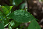 Ouachita Mountain goldenrod